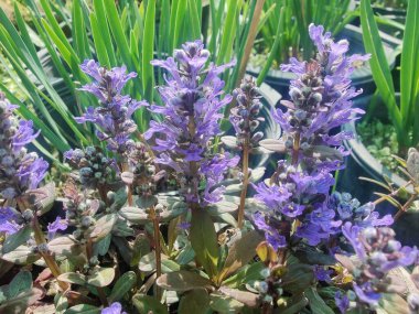 Bugleherb, Ajuga sürüngenleri ya da halıotu mor çiçekleri ve yeşil bitkiler 