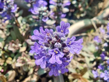 Bugleherb, Ajuga sürüngenleri ya da halıotu mor çiçekleri ve yeşil bitkiler 
