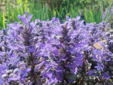 Bugleherb, Ajuga sürüngenleri ya da halıotu mor çiçekleri ve yeşil bitkiler 