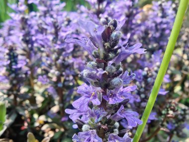 Bugleherb, Ajuga sürüngenleri ya da halıotu mor çiçekleri ve yeşil bitkiler 
