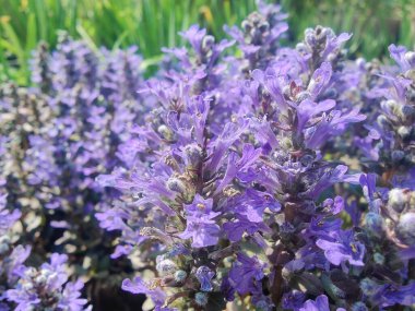 Bugleherb, Ajuga sürüngenleri ya da halıotu mor çiçekleri ve yeşil bitkiler 