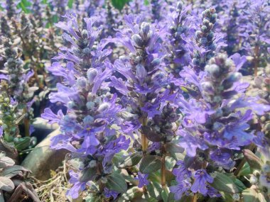 Bugleherb, Ajuga sürüngenleri ya da halıotu mor çiçekleri ve yeşil bitkiler 