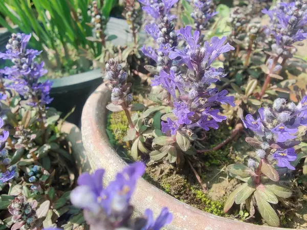 Bugleherb, Ajuga sürüngenleri ya da halıotu mor çiçekleri ve yeşil bitkiler 