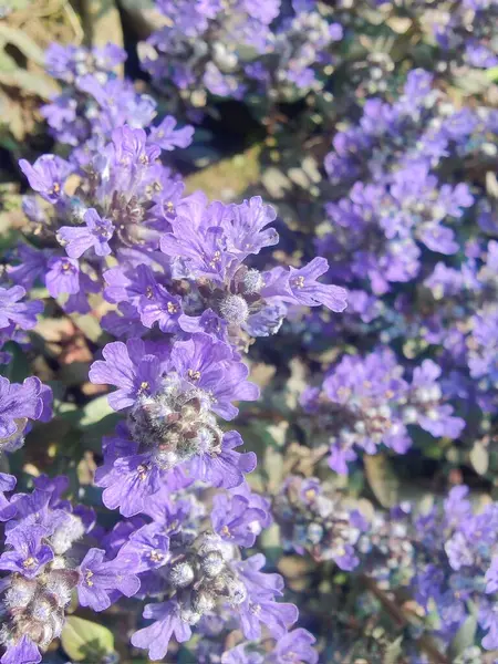Bugleherb, Ajuga sürüngenleri ya da halıotu mor çiçekleri ve yeşil bitkiler 