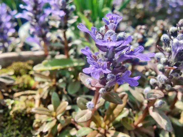 Bugleherb, Ajuga sürüngenleri ya da halıotu mor çiçekleri ve yeşil bitkiler 