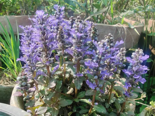 Bugleherb, Ajuga sürüngenleri ya da halıotu mor çiçekleri ve yeşil bitkiler 