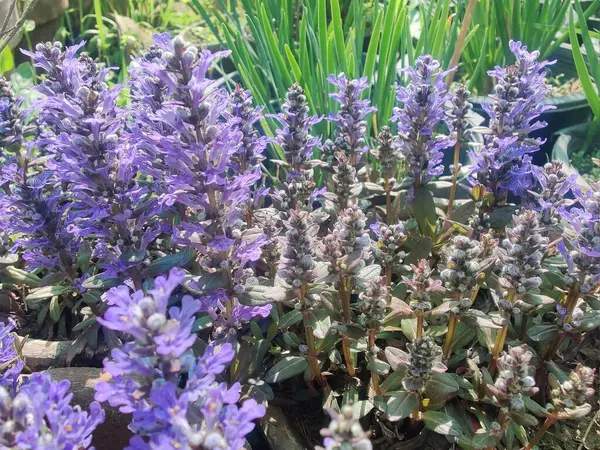 Bugleherb, Ajuga sürüngenleri ya da halıotu mor çiçekleri ve yeşil bitkiler 