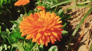 Calendula, Ruddles veya Marigold Çiçekleri Çiçek Çiçekleri Çiçekleri Çiçek Açma Bahçesi
