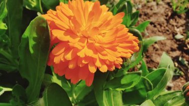 Calendula, Ruddles veya Marigold Çiçekleri Çiçek Çiçekleri Çiçekleri Çiçek Açma Bahçesi