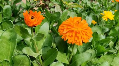 Calendula, Ruddles veya Marigold Çiçekleri Çiçek Çiçekleri Çiçekleri Çiçek Açma Bahçesi