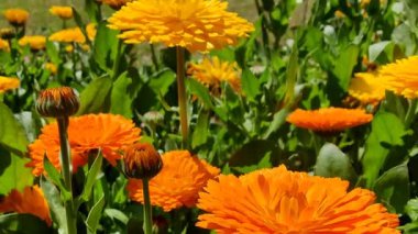 Calendula, Ruddles veya Marigold Çiçekleri Çiçek Çiçekleri Çiçekleri Çiçek Açma Bahçesi