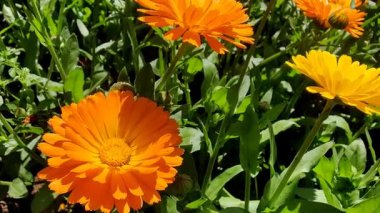 Calendula, Ruddles veya Marigold Çiçekleri Çiçek Çiçekleri Çiçekleri Çiçek Açma Bahçesi