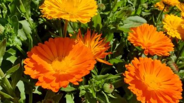 Calendula, Ruddles veya Marigold Çiçekleri Çiçek Çiçekleri Çiçekleri Çiçek Açma Bahçesi
