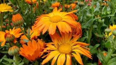 Calendula, Ruddles veya Marigold Çiçekleri Çiçek Çiçekleri Çiçekleri Çiçek Açma Bahçesi