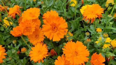Calendula, Ruddles veya Marigold Çiçekleri Çiçek Çiçekleri Çiçekleri Çiçek Açma Bahçesi