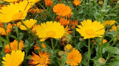 Calendula, Ruddles veya Marigold Çiçekleri Çiçek Çiçekleri Çiçekleri Çiçek Açma Bahçesi