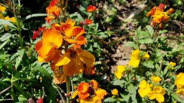 Erysimum cheiri, yaygın duvar çiçeği ya da cheiranTHus güzel çiçek videoları 