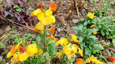 Erysimum cheiri, yaygın duvar çiçeği ya da cheiranTHus güzel çiçek videoları 