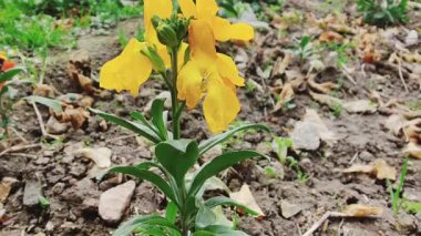 Erysimum cheiri, yaygın duvar çiçeği ya da cheiranTHus güzel çiçek videoları 
