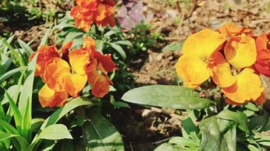 Erysimum cheiri, yaygın duvar çiçeği ya da cheiranTHus güzel çiçek videoları 