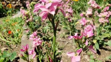 Ağarmış stok, Matthiola incana veya Matthiola longipetala çiçekleri video görüntüleri 