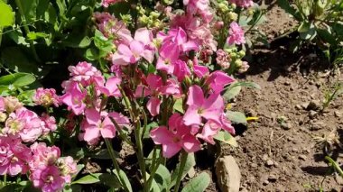 Ağarmış stok, Matthiola incana veya Matthiola longipetala çiçekleri video görüntüleri 