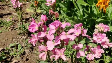 Ağarmış stok, Matthiola incana veya Matthiola longipetala çiçekleri video görüntüleri 