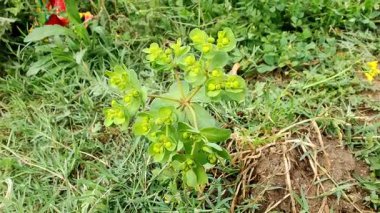 Euphorbia helioskopisi, güneş lekesi ya da deli kadının sütü.