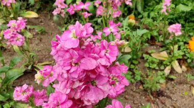 Ağarmış stok, Matthiola incana veya Matthiola longipetala çiçekleri video görüntüleri 