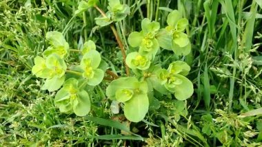 Euphorbia helioskopisi, güneş lekesi ya da deli kadının sütü.