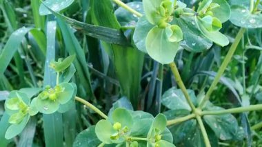 Euphorbia helioskopisi, güneş lekesi ya da deli kadının sütü.