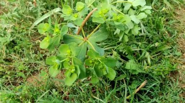 Euphorbia helioskopisi, güneş lekesi ya da deli kadının sütü.