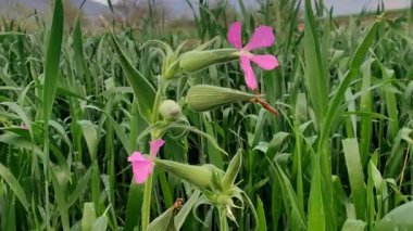 Sessiz fikir, ot sessizliği ya da büyük kum sineği