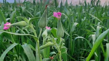 Sessiz fikir, ot sessizliği ya da büyük kum sineği