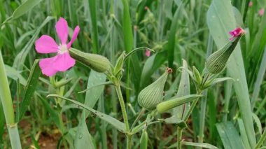 Sessiz fikir, ot sessizliği ya da büyük kum sineği