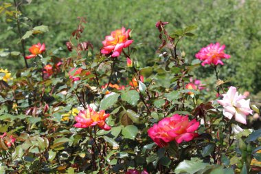 Posterler, duvar kağıtları, sosyal medya veya eğitim materyalleri için mükemmel yaratıcı projelere hayat verecek canlı renkler ve karmaşık detaylar sunan güllerin ya da gül çiçeklerinin güzel yakalanmış görüntüleri