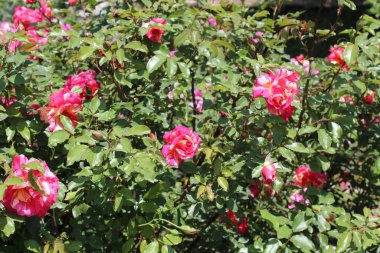 Posterler, duvar kağıtları, sosyal medya veya eğitim materyalleri için mükemmel yaratıcı projelere hayat verecek canlı renkler ve karmaşık detaylar sunan güllerin ya da gül çiçeklerinin güzel yakalanmış görüntüleri