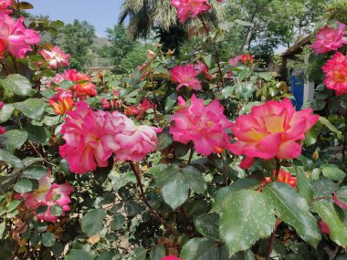 Posterler, duvar kağıtları, sosyal medya veya eğitim materyalleri için mükemmel yaratıcı projelere hayat verecek canlı renkler ve karmaşık detaylar sunan güllerin ya da gül çiçeklerinin güzel yakalanmış görüntüleri