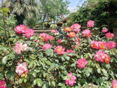 Posterler, duvar kağıtları, sosyal medya veya eğitim materyalleri için mükemmel yaratıcı projelere hayat verecek canlı renkler ve karmaşık detaylar sunan güllerin ya da gül çiçeklerinin güzel yakalanmış görüntüleri