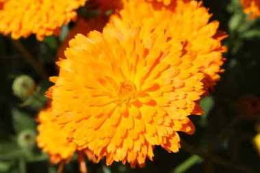 Çiçek açan Calendula, Ruddles veya Ot Merigold çiçeklerinin kaliteli fotoğrafları zarafeti ve her türlü tasarım projesi veya sanatsal ilham için mükemmel olan taç yapraklarının ince cazibesini tasvir eder.