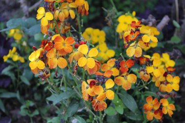 Erysimum cheiri, yaygın duvar çiçeği ya da cheiranTHus