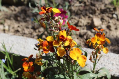 Erysimum cheiri, yaygın duvar çiçeği ya da cheiranTHus