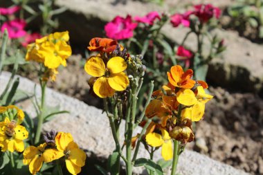 Erysimum cheiri, yaygın duvar çiçeği ya da cheiranTHus