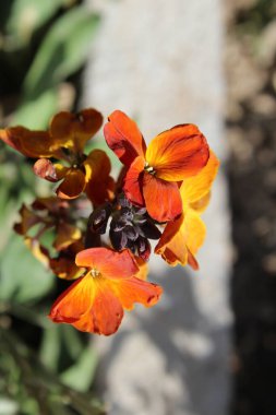 Erysimum cheiri, yaygın duvar çiçeği ya da cheiranTHus