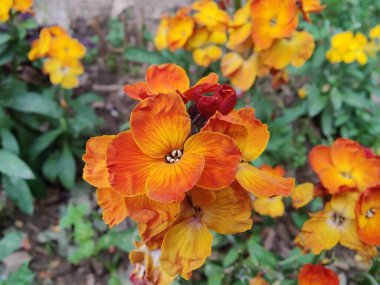 Erysimum cheiri, yaygın duvar çiçeği ya da cheiranTHus