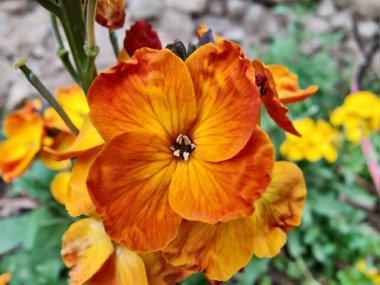 Erysimum cheiri, yaygın duvar çiçeği ya da cheiranTHus