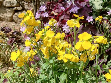 Erysimum cheiri, yaygın duvar çiçeği ya da cheiranTHus
