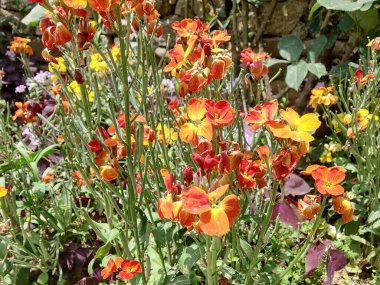 Erysimum cheiri, yaygın duvar çiçeği ya da cheiranTHus