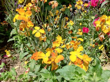 Erysimum cheiri, yaygın duvar çiçeği ya da cheiranTHus