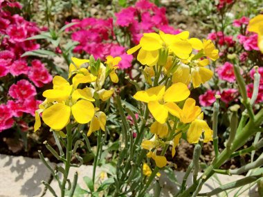 Erysimum cheiri, yaygın duvar çiçeği ya da cheiranTHus